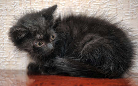 small furry black frightened kittenの写真素材