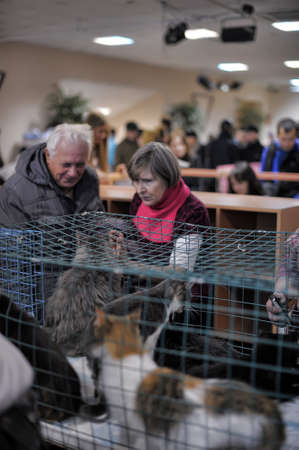 The Way Home - show the distribution of animal shelter Rzhevka, St  Petersburg, Russia のeditorial素材