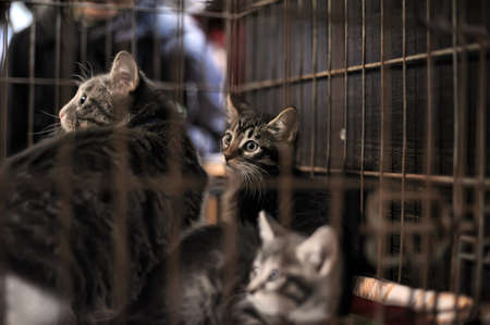 The Way Home - show the distribution of animal shelter Rzhevka, St  Petersburg, Russia のeditorial素材