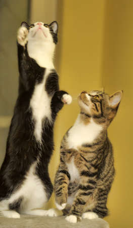 two young  cat playing