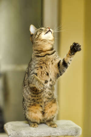 beautiful striped cat playingの写真素材