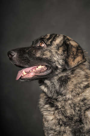 Dog in studio on dark background