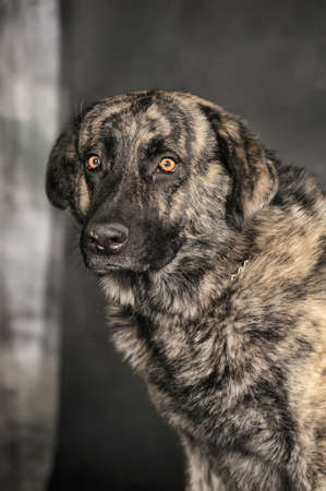 Dog in studio on dark backgroundの写真素材