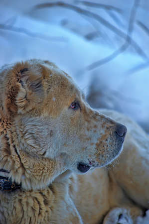 Central Asian Shepherd beautiful winter background