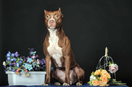 American Staffordshire terrier  18 months  in front of dark background の写真素材