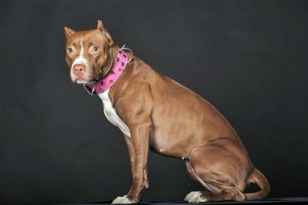 Pit Bull Terrier in studio の写真素材