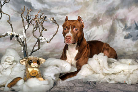 Brown Pit Bullのeditorial素材