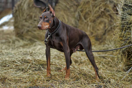 Close-up portrait of purebred brown Doberman の写真素材