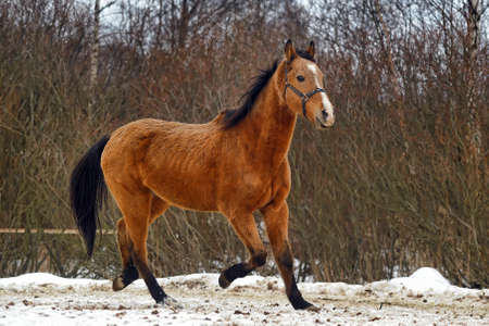 Horse portrait in winter time 