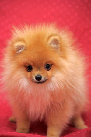 Pomeranian Spitzの写真素材