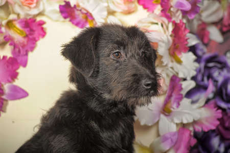 Black puppy purebred pooch on a floral background with orchids