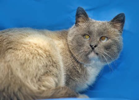 Thai cat on a blue backgroundの写真素材