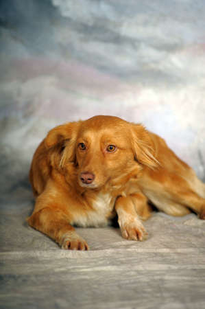 Cute red dog on winter background in studio の写真素材