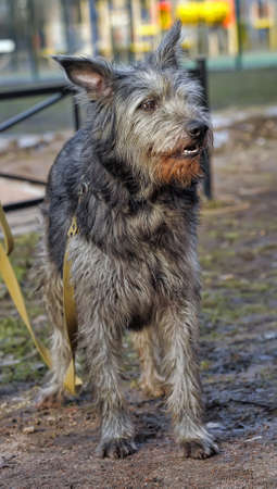 Portrait  of  long haired terrier dog の写真素材
