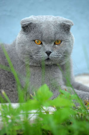 gray scottish foldの写真素材