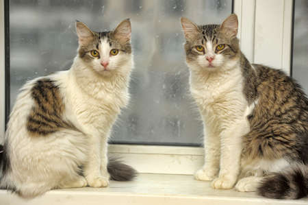 two cats on the windowの写真素材