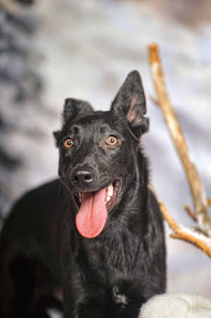 black puppy winter background
