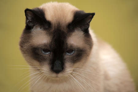 Cute siamese cat in indoor portrait.の写真素材