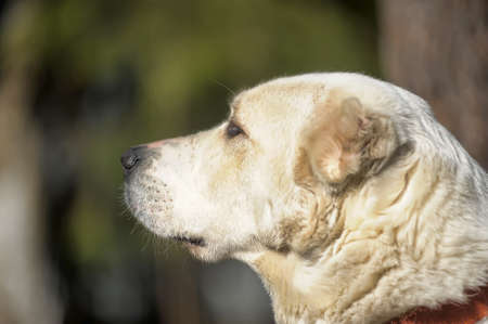 white alabaiの写真素材