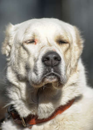 white alabaiの写真素材