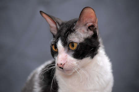 Cornish Rexの写真素材