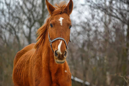 A close-up photo of a brown horse の写真素材