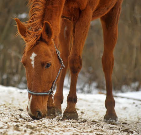 A close-up photo of a brown horse の写真素材