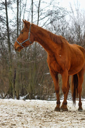 A close-up photo of a brown horse の写真素材