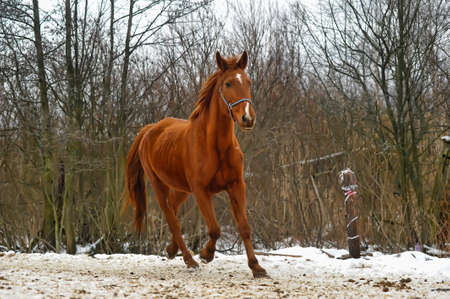 brown horseの写真素材