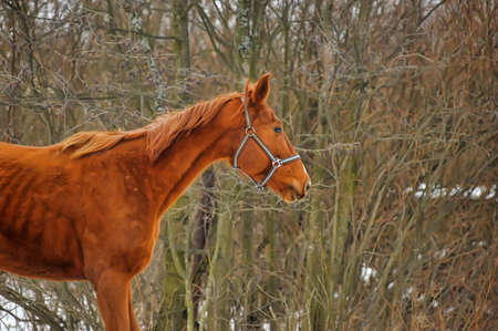 brown horseの写真素材