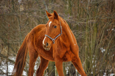 brown horseの写真素材
