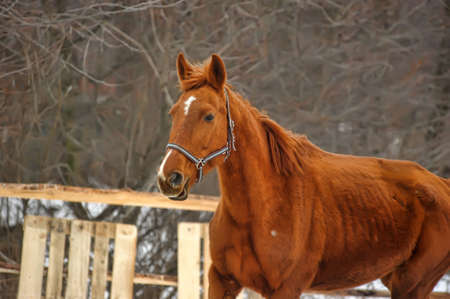 brown horseの写真素材