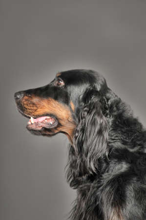 Setterの写真素材