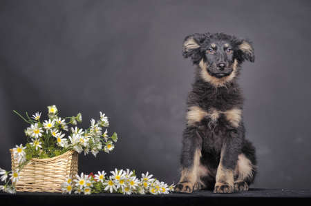 Cute puppy and a basket of daisies の写真素材