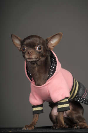 Brown Chihuahua portrait close-up.の写真素材