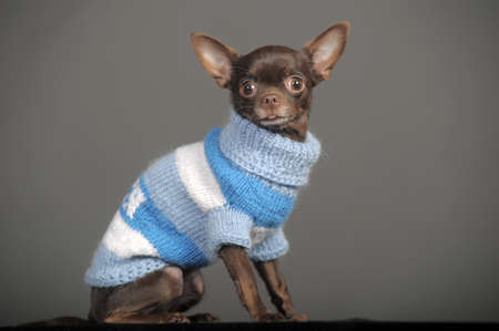 Brown Chihuahua portrait close-up.の写真素材