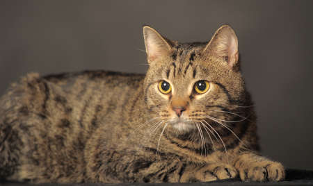 tabby cat on gray backgroundの写真素材