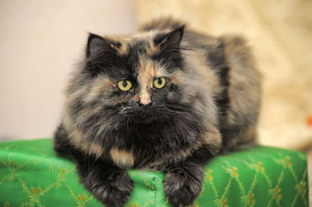 Beautiful fluffy black with red catの写真素材