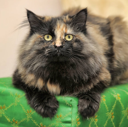 beautiful fluffy calico catの写真素材