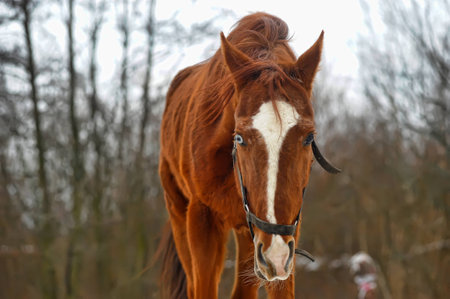 brown horse in winterの写真素材