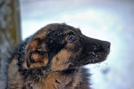 winter dog on a chainの写真素材