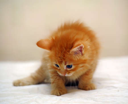 Charming ginger kitten one month of age の写真素材