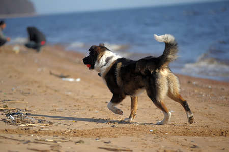 dog runs on the beachの写真素材
