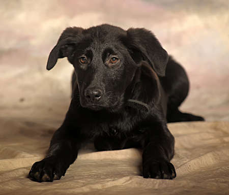 Black puppy on a winter backgroundの写真素材