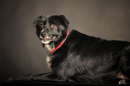 Close-up of Mixed-breed dogの写真素材