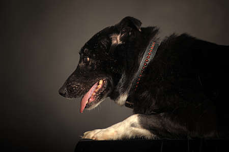 Close-up of Mixed-breed dogの写真素材