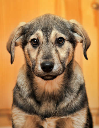 puppyの写真素材