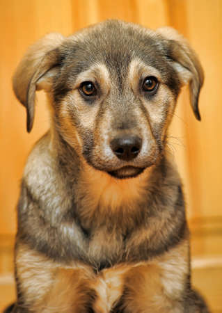  puppyの写真素材