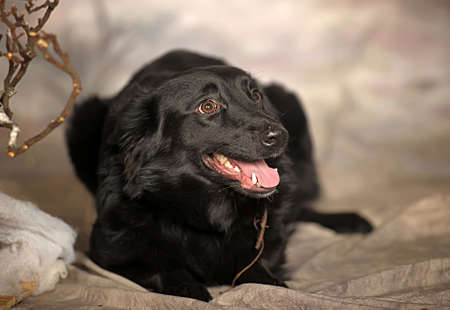 Black puppy on a winter backgroundの写真素材