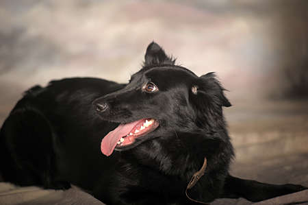Black puppy on a winter backgroundの写真素材
